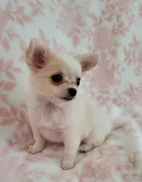TOBY THE LONGHAIRED MINI, a male Chihuahua for sale in Dallas, TX – 2 of 7