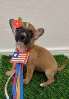 ZOE, a female Chihuahua for sale in Dallas, TX – 2 of 2