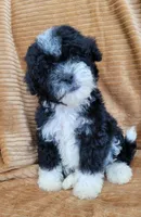Benji, a male Poodle - Miniature  for sale in Fontana, CA – 3 of 8