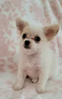 TOBY THE LONGHAIRED MINI, a male Chihuahua for sale in Dallas, TX – 4 of 7