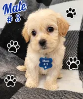 Benji, a male Maltipoo for sale in Santa Barbara, CA – 3 of 5