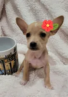 TEACUP MAGGIE , a female Chihuahua for sale in Los Angeles, CA – 1 of 3