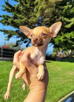 LIL TEACUP RED , a male Chihuahua for sale in Covina, CA – 6 of 8