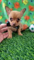 LIL TINY JERRY, a male Chihuahua for sale in Dallas, TX – 2 of 7