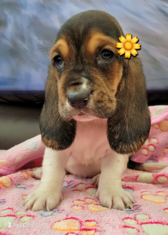 VILMA – Basset Hound puppy for sale in Dallas, TX