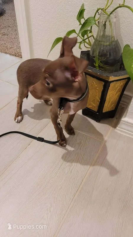 MINITOY PACO – Chihuahua puppy for sale in Dallas, TX