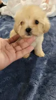 MINI MALTIPOO JERRY, a male Maltipoo for sale in Irving, TX – 2 of 2