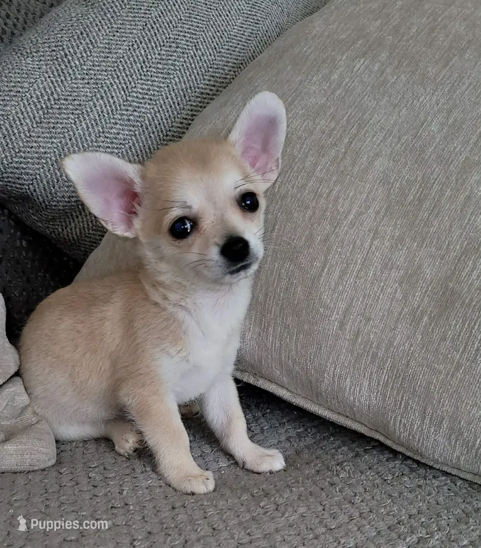 LOBITO THE LIL APPLEHEAD  – Chihuahua puppy for sale in Moreno Valley, CA