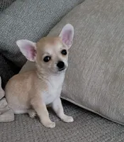 LOBITO THE LIL APPLEHEAD , a male Chihuahua for sale in Moreno Valley, CA – 1 of 10