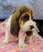 Molly, a female Basset Hound for sale in Dallas, TX – 5 of 6
