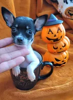 TEACUP BANDIT( DELIVERY AVAILABLE ), a male Chihuahua for sale in Arlington, TX – 2 of 6