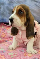 Molly, a female Basset Hound for sale in Dallas, TX – 3 of 6