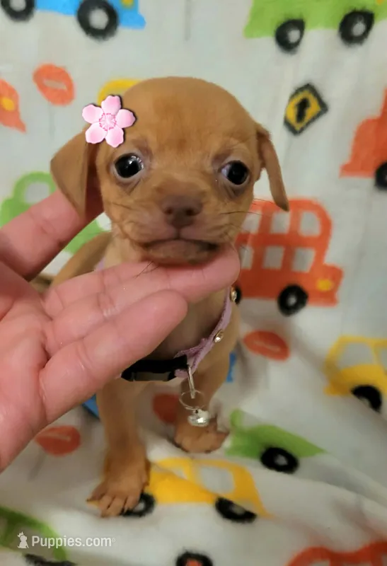 Mitsi  – Chihuahua puppy for sale in Dallas, TX