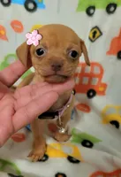 Mitsi , a female Chihuahua for sale in Dallas, TX – 1 of 5