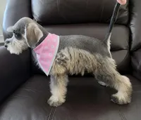 LADY, a female Miniature Schnauzer for sale in Elizabeth, NJ – 4 of 4