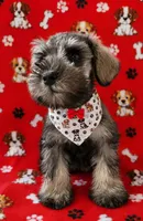 MINIATURE SCHNAUZER "OTTO", a male Miniature Schnauzer for sale in Fontana, CA – 3 of 3