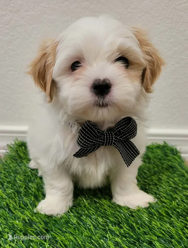 Benji – Shih Tzu puppy for sale in Dallas, TX