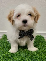 Benji, a male Shih Tzu for sale in Dallas, TX – 1 of 3