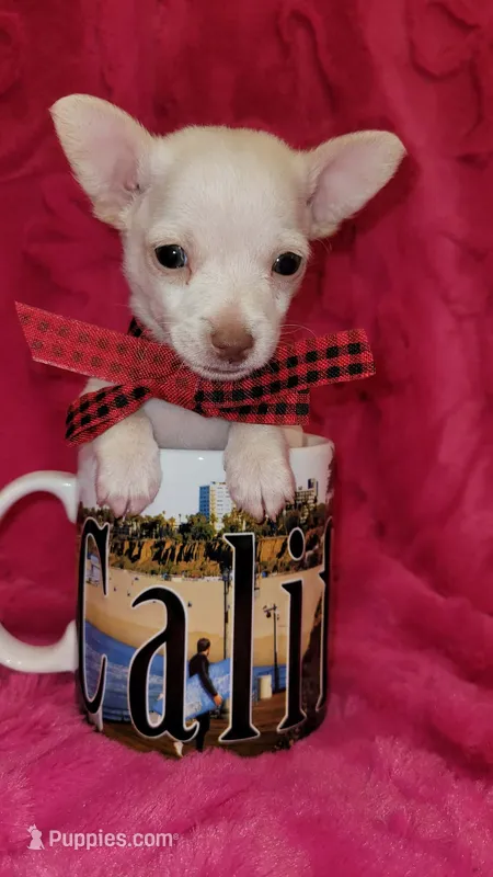 LIL TEACUP BARTOLITO – Chihuahua puppy for sale in Fontana, CA