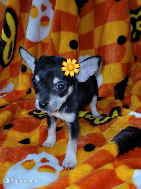 Teacup MITZI(DELIVERY AVAILABLE) – Chihuahua puppy for sale in Arlington, TX