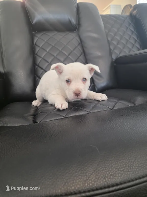 RITA – German Shepherd Dog, Labrador Retriever puppy for sale in Dallas, TX
