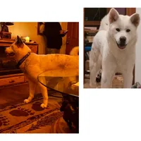 RITA, a female German Shepherd Dog and Akita for sale in Dallas, TX – Photo 7 of 7