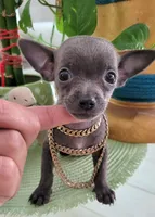 Lil TEACUP BLUE, a male Chihuahua for sale in Katy, TX – 9 of 9