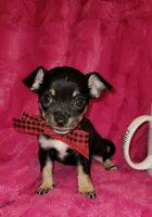 MUÑECO, a male Chihuahua for sale in Dallas, TX – 6 of 7
