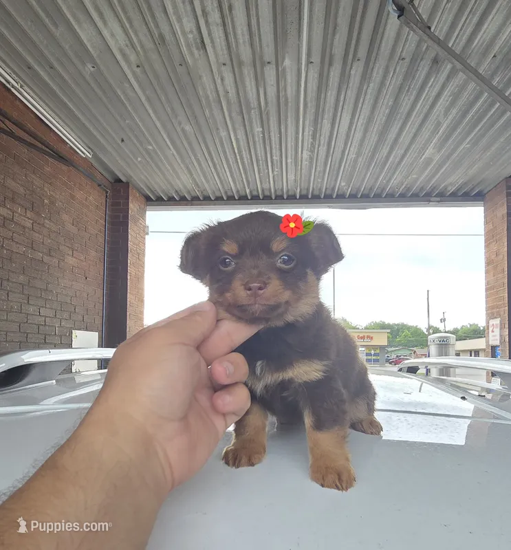 LONGHAIRED ZELDA  – Chihuahua puppy on hold in Dallas, TX