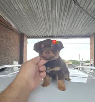 LONGHAIRED ZELDA , a female Chihuahua for sale in Dallas, TX – 1 of 8