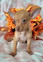 Lil MINITOY RED, a male Chihuahua for sale in Coachella, CA – 2 of 5