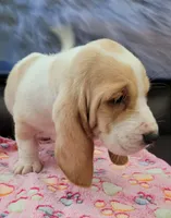 SASSY, a female Basset Hound for sale in Dallas, TX – 1 of 6