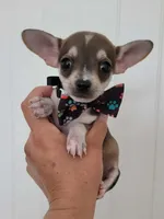 TEACUP JERRY, a male Chihuahua for sale in Dallas, TX – 7 of 8