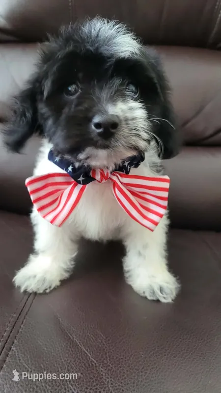 GRUMPY – Maltipoo puppy for sale in Dallas, TX
