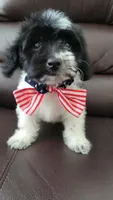 GRUMPY, a male Maltipoo for sale in Dallas, TX – 1 of 2