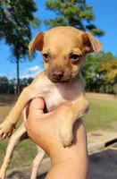 LIL TEACUP RED, a male Chihuahua for sale in Garland, TX – 2 of 2