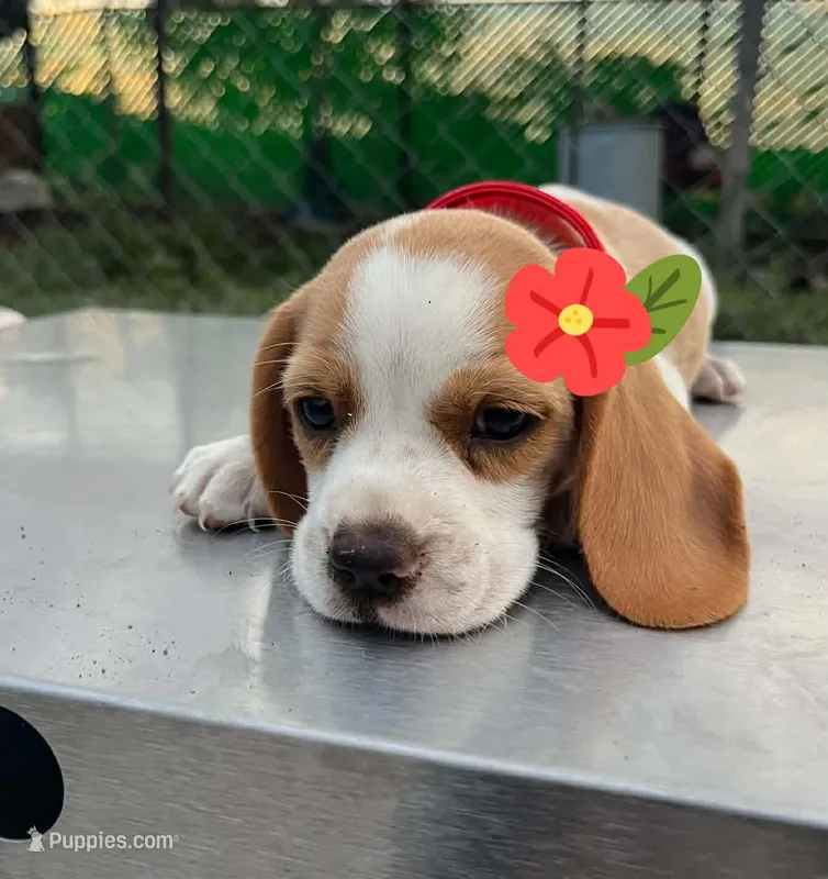 SASSY LEMON/WHITE BEAGLE – Beagle puppy for sale in Fontana, CA