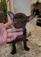 Lil TEACUP SAMMY, a male Chihuahua for sale in Moreno Valley, CA – 4 of 7