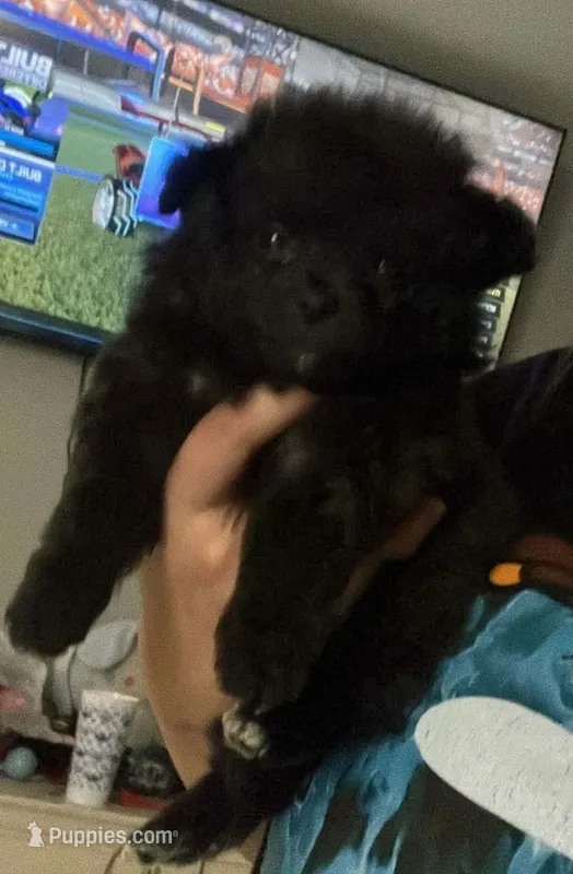 Max  – Pomeranian puppy for sale in Dallas, TX