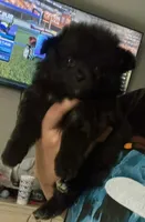 Max , a male Pomeranian for sale in Dallas, TX – 1 of 2