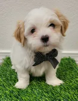 Benji, a male Shih Tzu for sale in Dallas, TX – 3 of 3