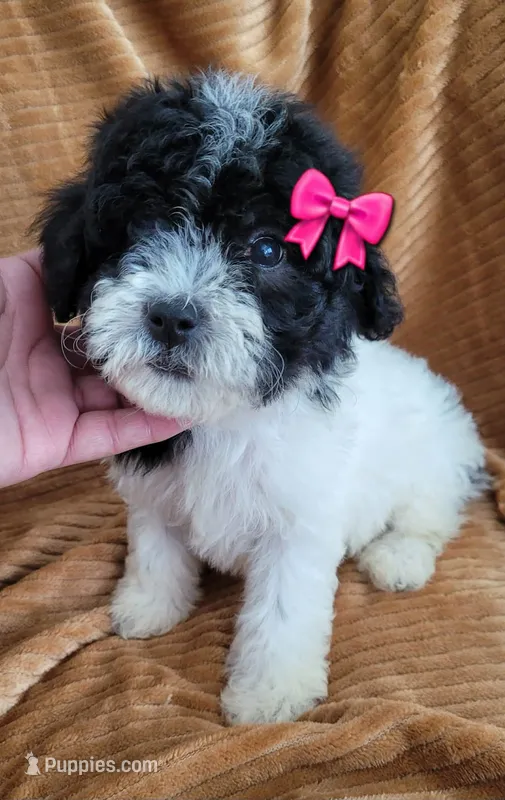 Clara – Poodle - Miniature  puppy for sale in Fontana, CA