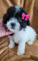Clara, a female Poodle - Miniature  for sale in Fontana, CA – 1 of 7