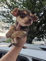Winston, a male Chihuahua for sale in Dallas, TX – 4 of 10