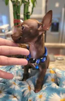 Jerry , a male Chihuahua for sale in Dallas, TX – 5 of 7