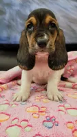 VILMA, a female Basset Hound for sale in Dallas, TX – 3 of 7