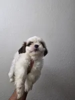 SHIH TZU MALE 1, a male Shih Tzu for sale in Fontana, CA – 7 of 7