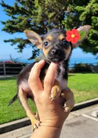 DAIZY , a female Chihuahua for sale in Covina, CA – 3 of 3