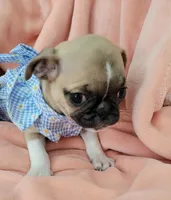 Molly, a female Pug for sale in Elizabeth, NJ – 2 of 7
