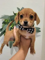 Max , a male Chiweenie for sale in Dallas, TX – 1 of 1